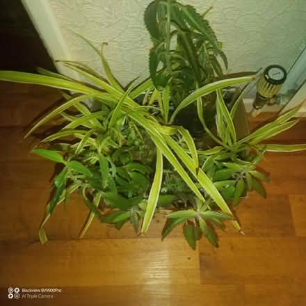Photo of free Houseplants (CH48) (Wirral) #1