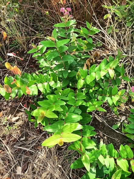 Photo of free Shrubs (Waterlooville PO8) #4