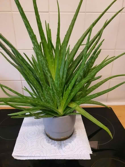 Photo of free aleo vera plants (S2 wybourn) #1