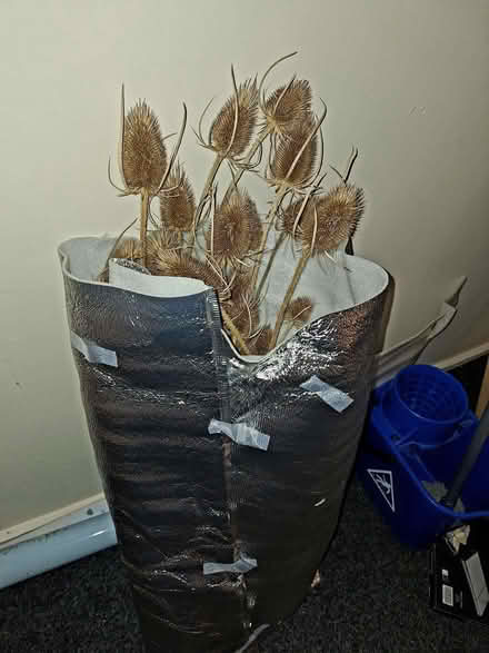 Photo of free Teasels (Trinity BA11) #1