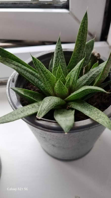 Photo of free Plants (Luton) #2