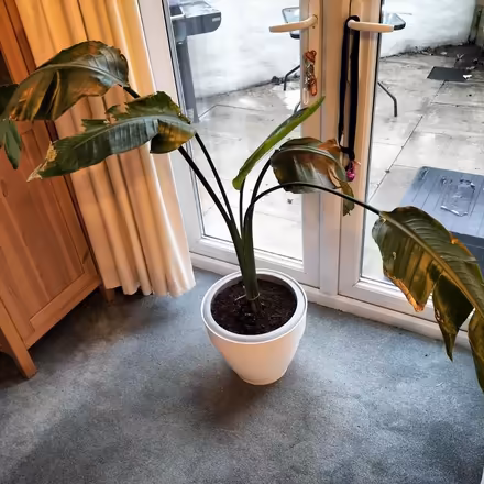 Photo of free Large Plant (South Gosforth NE3) #1