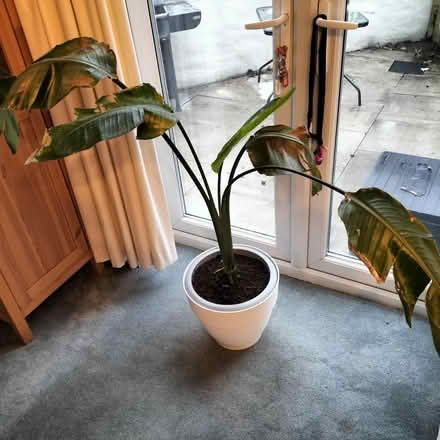 Photo of free Large Plant (South Gosforth NE3) #1