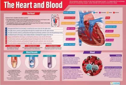 Photo of free A1 Science Posters (Heysham LA3) #2