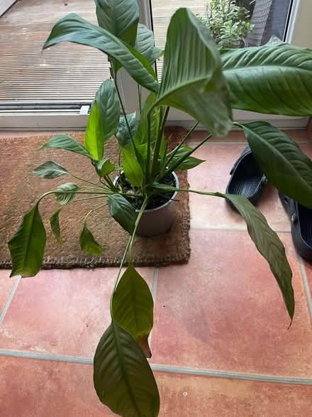 Photo of free Peace Lilly plant (East Ham E6) #1