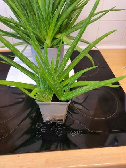 Photo of free aleo vera plants (S2 wybourn) #2
