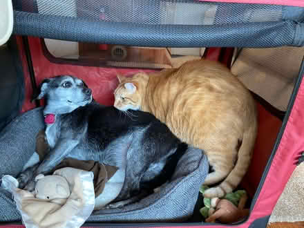 Photo of free Collapsible Dog Crate (Medium) (Smyrna, Vinings, Mableton) #3