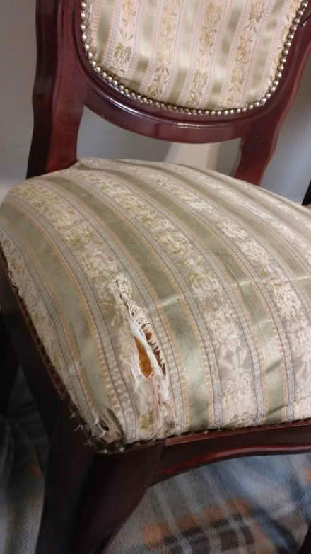 Photo of free Dining Chairs (East Ham) #4