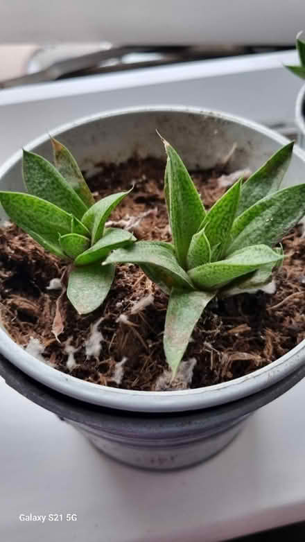 Photo of free Plants (Luton) #3