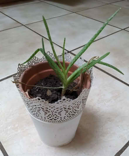 Photo of free Little Aloe Vera Plant (Pollards Hill CR4) #1