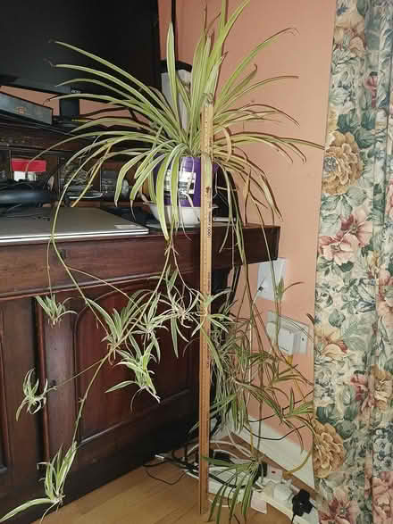 Photo of free Spider plant (D15) #1