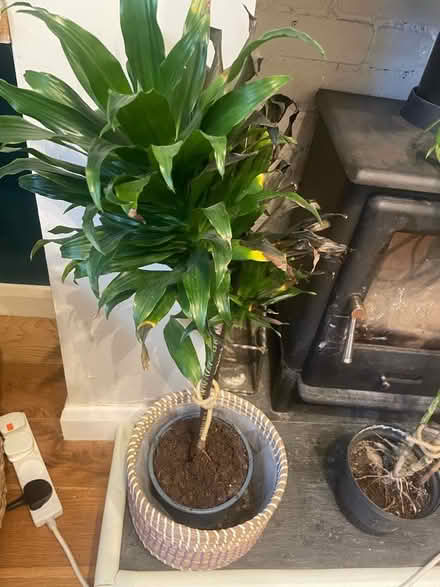 Photo of free Couple of indoor house plants (Merton SW19) #1