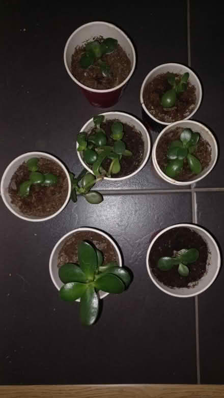 Photo of free Baby jade plants (EH16, the inch) #1