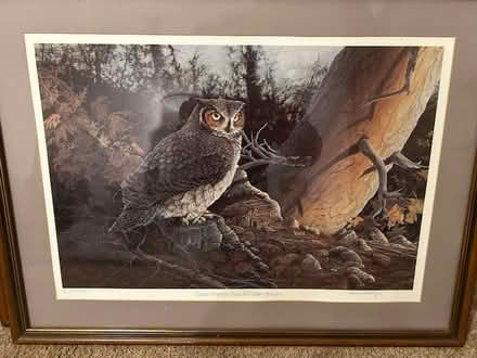 Photo of free Wildlife print of Owl (Stevenage SG2) #1
