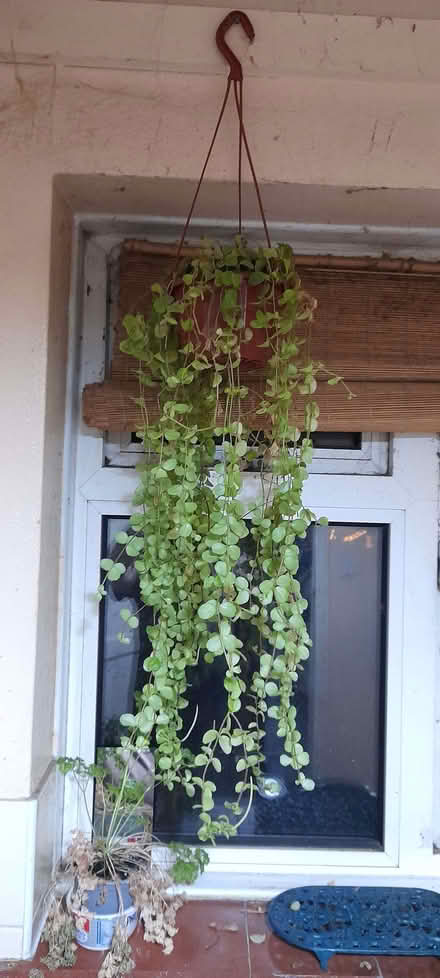 Photo of free House plants (Sunbury-on-Thames KT12) #2