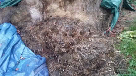 Photo of free Organic rotted hay. base material (Bradford on Avon BA15) #2