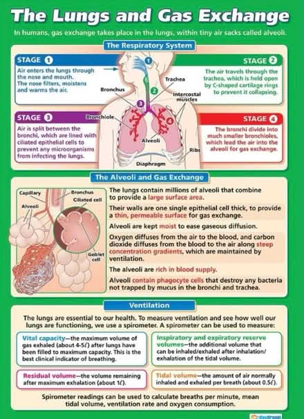 Photo of free A1 Science Posters (Heysham LA3) #1