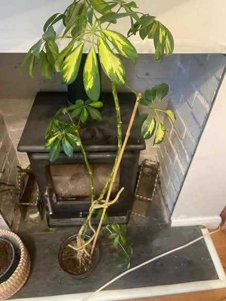 Photo of free Couple of indoor house plants (Merton SW19) #2