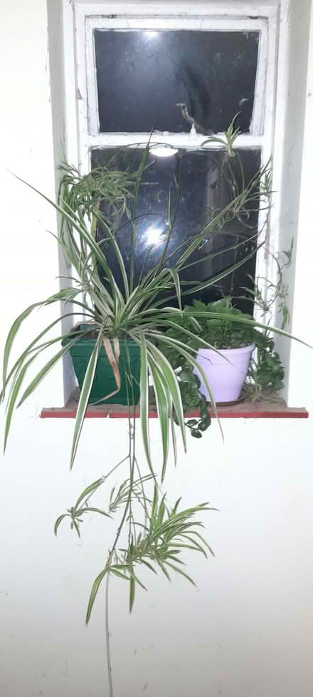 Photo of free House plants (Sunbury-on-Thames KT12) #1