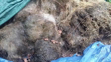 Photo of free Organic rotted hay. base material (Bradford on Avon BA15) #1