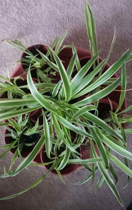 Photo of free Spider plants (Pannal HG2) #1