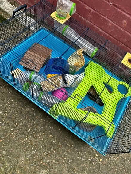 Photo of free Hamster cage (Bexleyheath) #1