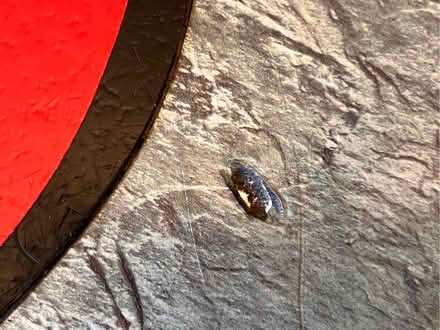 Photo of free Large Welsh Dragon Lino Tile Inlay 2' x 3' (New Malden KT3) #2