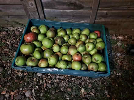 Photo of free Windfall cooking apples (Edinburgh, Canonmills EH7) #1
