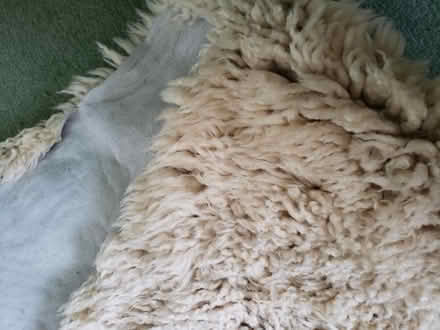 Photo of free Double Real Sheepskin Rug (Hampreston BH21) #3