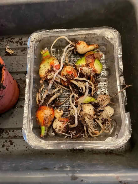 Photo of free Amaryllis Apple Blossom (Whetstone Leicester LE8) #4