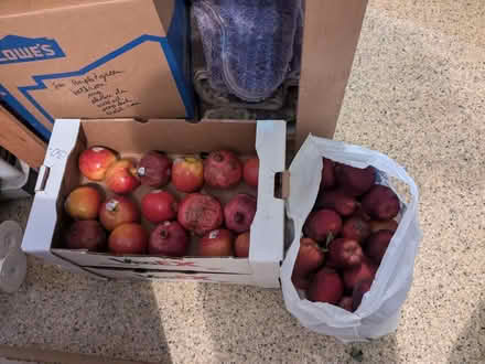 Photo of free Apples and pomegranates (Selah) #1