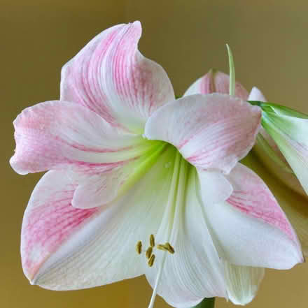 Photo of free Amaryllis Apple Blossom (Whetstone Leicester LE8) #2