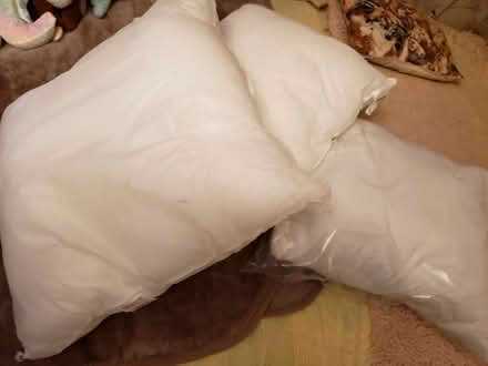 Photo of free Cushion Inners (Hampreston BH21) #1