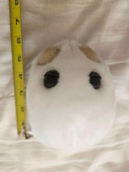 Photo of free giant microbe (Roxbury) #1