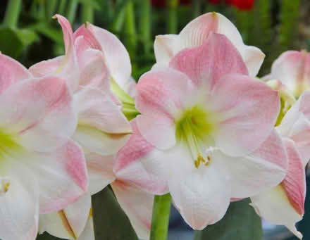Photo of free Amaryllis Apple Blossom (Whetstone Leicester LE8) #1