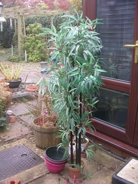 Photo of free Artificial Conservatory Plant (Hillmorton CV21) #1