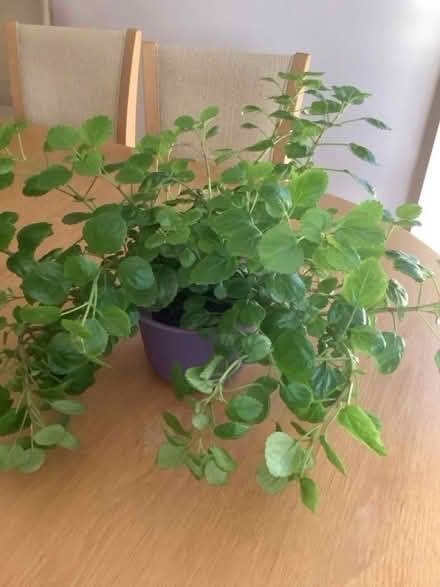 Photo of free Swedish ivy (Ashton-on-Ribble PR2) #1