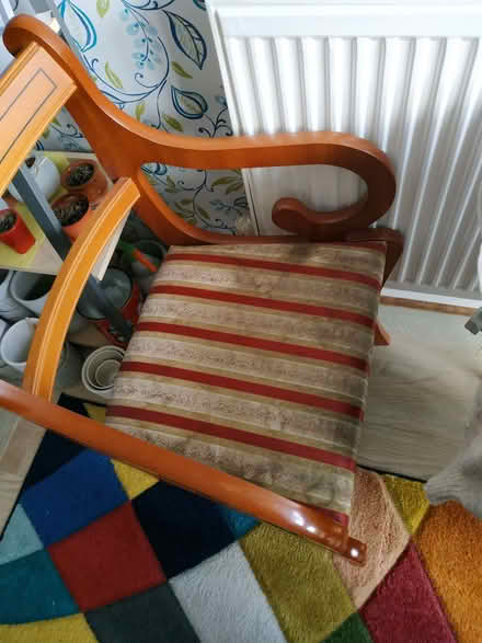 Photo of free 4 Solid wooden chairs (Langney BN23) #3