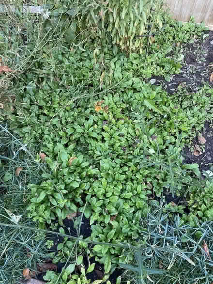 Photo of free forget me not plants (SW15) #1