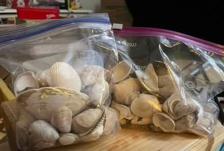 Photo of free Two bags of seashells (02155) #1
