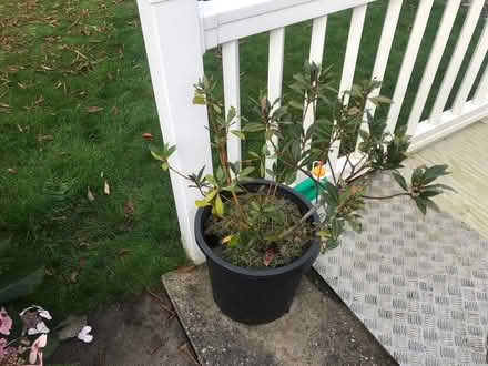 Photo of free Bay tree (Horsehay TF4) #1