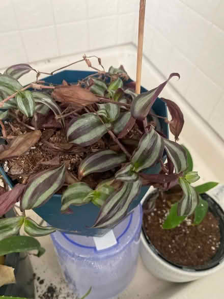 Photo of free Plants (Ijamsville 21754) #2