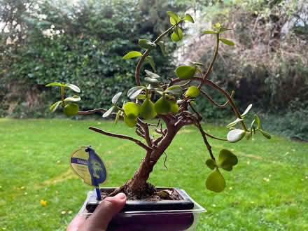 Photo of free Bonsai tree (University Area RG1) #1
