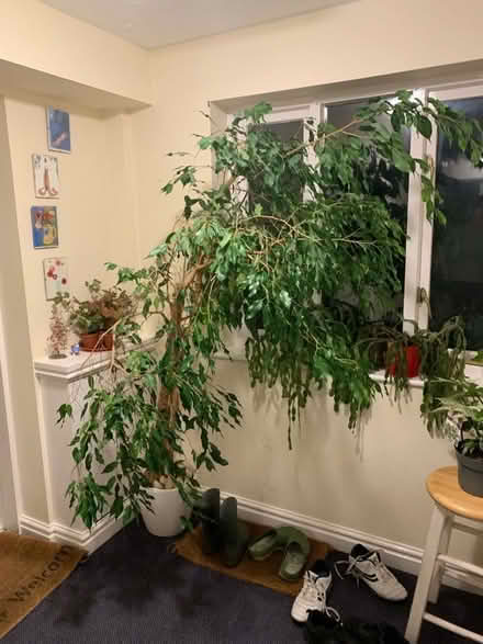 Photo of free Large fig plant (Lydiate L31) #1