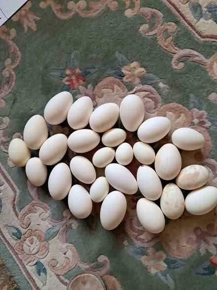 Photo of free Blown goose eggs. (Callowell GL5) #1