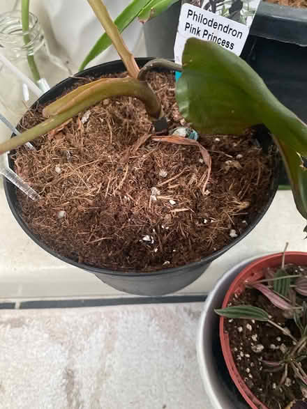 Photo of free Plants (Ijamsville 21754) #3