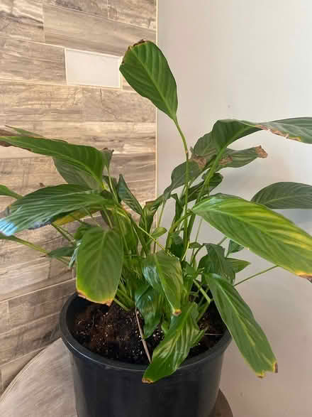 Photo of free Plants (Ijamsville 21754) #1
