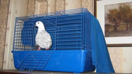 Photo of Bird cage (Eye,) #1
