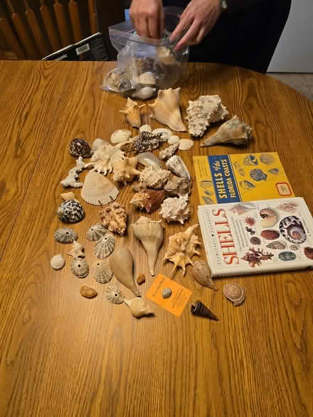 Photo of free Seashell Collection (East Vancouver) #1