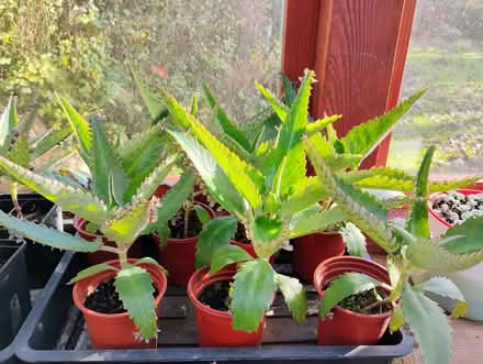 Photo of free Kalanchoe 'Mother of Thousands' plants (Howey LD1) #1